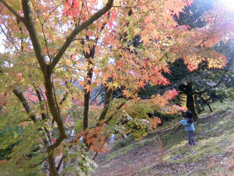 日時計の丘オートキャンプ場　11月３日の朝。紅葉がきれい。