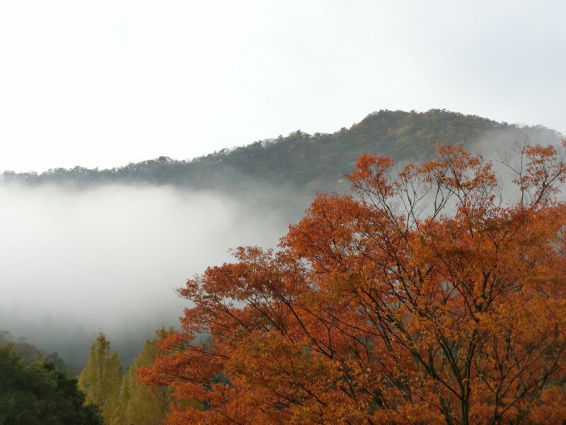 日時計の丘オートキャンプ場　11月３日の朝。霧が出て雲海のように。
